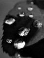 /album/fenykepgaleria/dsc-0818-sz-esocsepp-a-levelen-jpg/